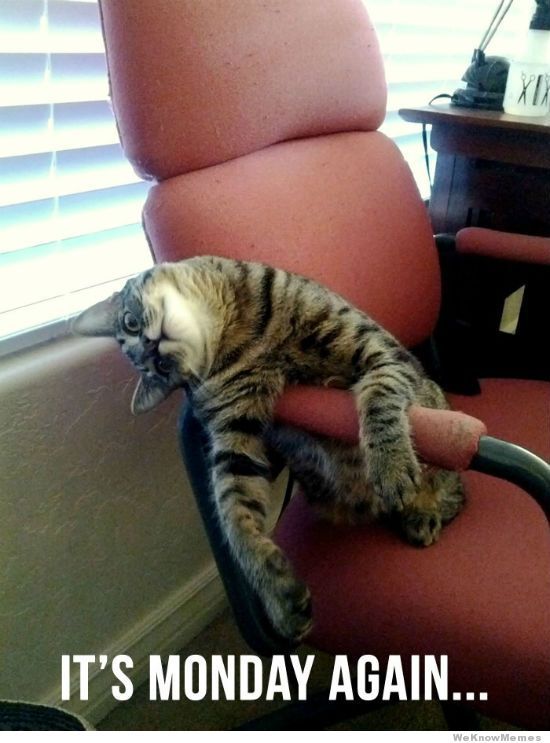 Meme of a cat depicting how we feel on a Monday