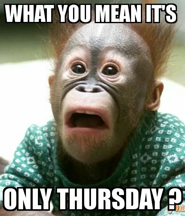 Pic of a Monkey depicting Thursday humour